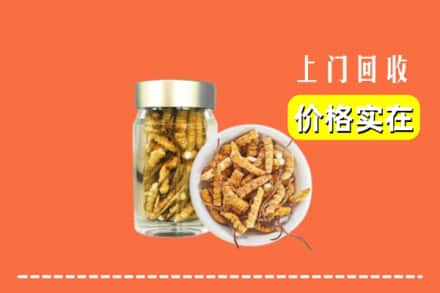 诚信求购:正蓝旗高价回收散虫草
