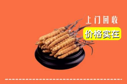 诚信求购:正蓝旗高价回收冬虫夏草